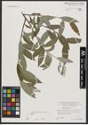 Foto von Salix alba L.